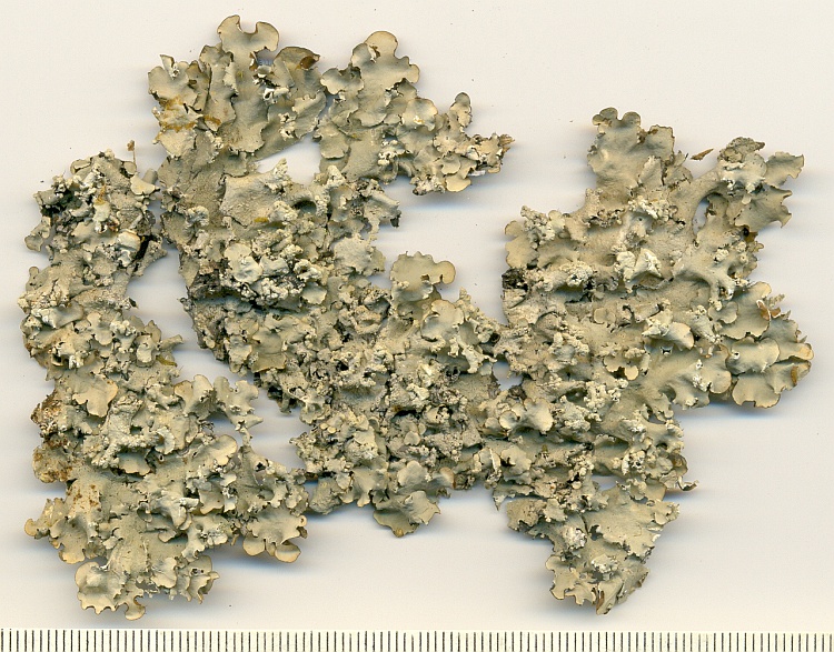 Parmotrema chinense from Brazil, Paraná, Guaraqueçaba leg. C.G. Donha 1236 (UPCB)